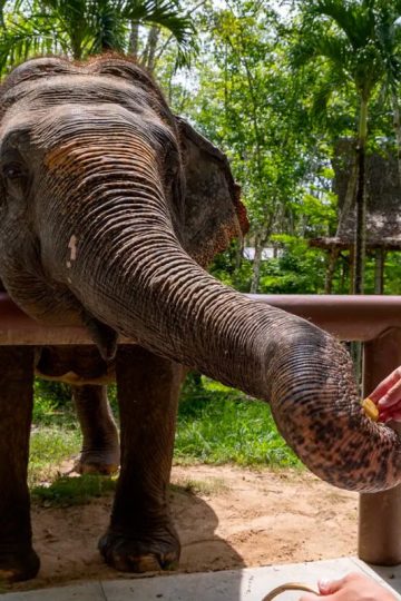 Kodanad Elephant Santuary